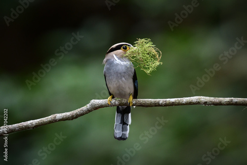 Silver-breasted Broadbill ( Serilophus lunatus), cute bird perching on a branch of tree in the forest at Kaeng Krachan National Park, Thailand.
