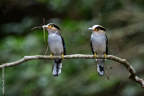 Silver-breasted Broadbill ( Serilophus lunatus) perching on a branch of tree in the forest at Kaeng Krachan National Park, Thailand. photo