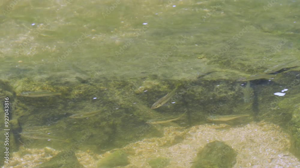 岩場で餌を食べる大和川の小魚 岩場で餌を食べる大和川の小魚
