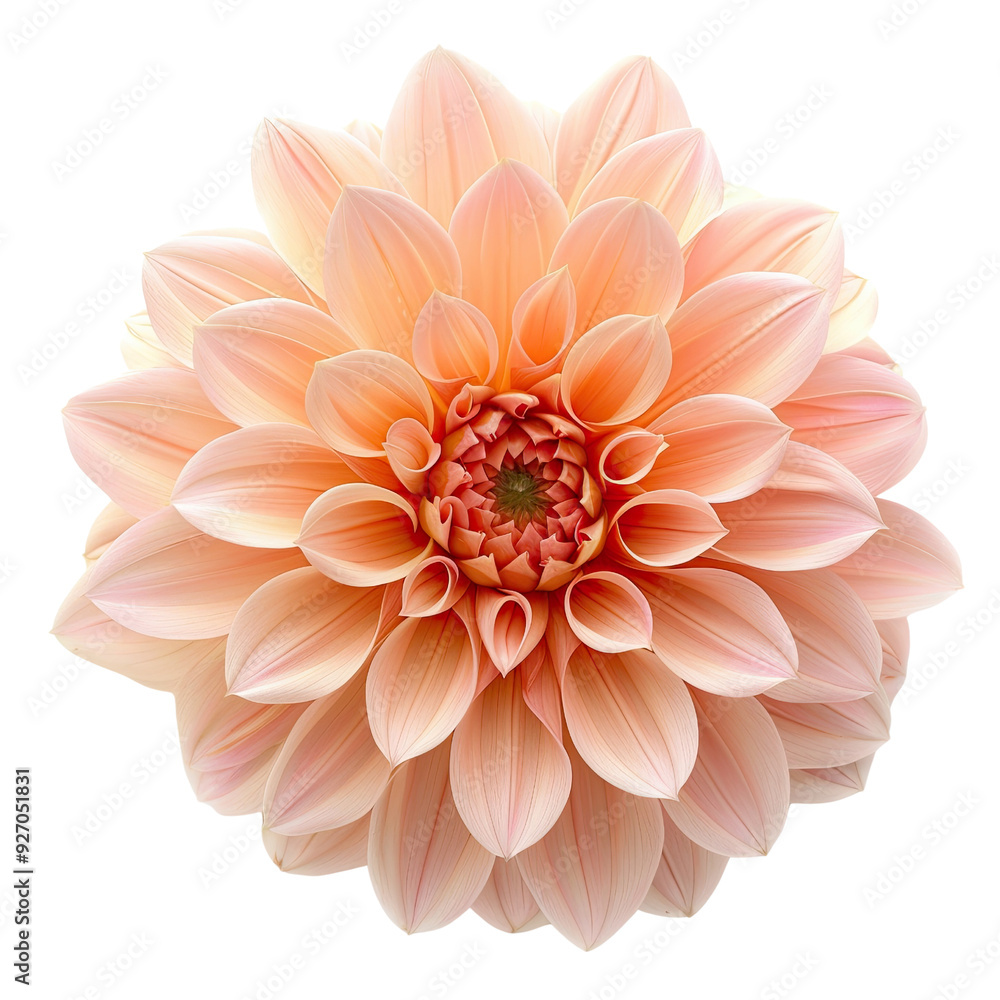 Fototapeta premium Peach Dahlia Flower Closeup. translucent