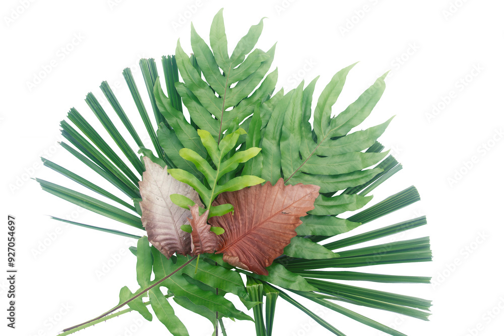 Fototapeta premium Fern leaves, Fresh Green Leaf of Licuala spinosa.