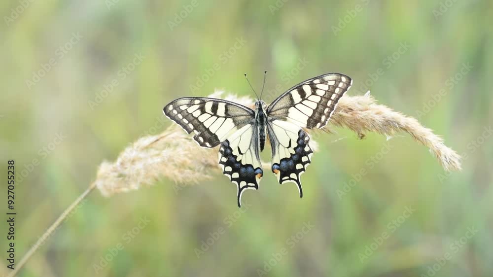 A swallowtail butterfly sits on dry grass. The wind sways the grass along with the butterfly. A swallowtail butterfly sits on dry grass. The wind sways the grass along with the butterfly.