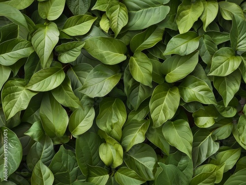Wallpaper Mural Aerial View of Symmetrical Green Leaves Pattern - Geometric Textured Arrangement in Natural Bright Lighting Torontodigital.ca