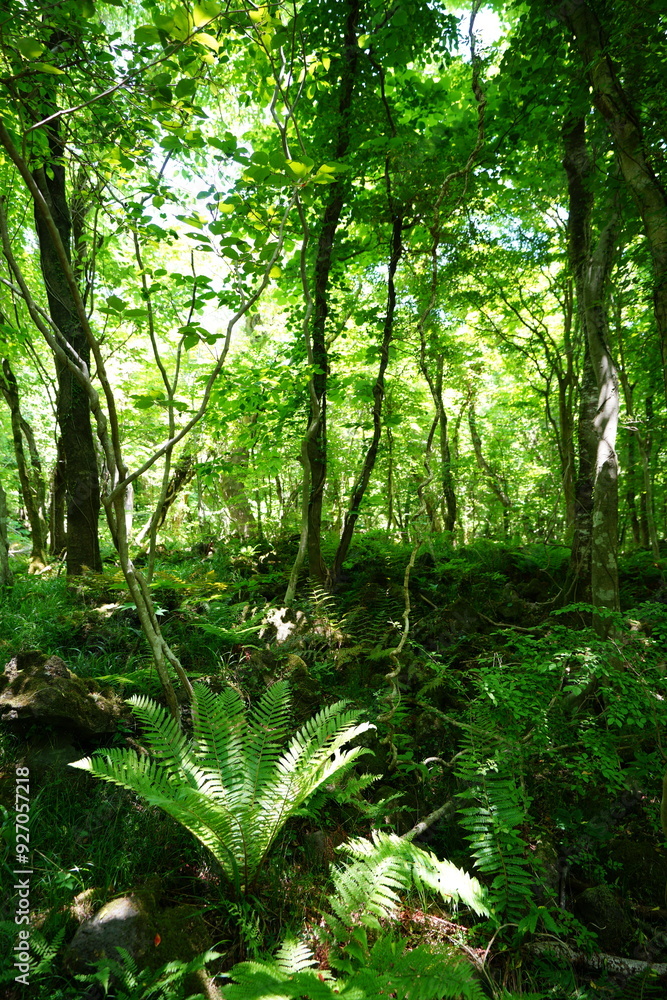 fresh ferns in the gleaming sunlight fresh ferns in the gleaming sunlight