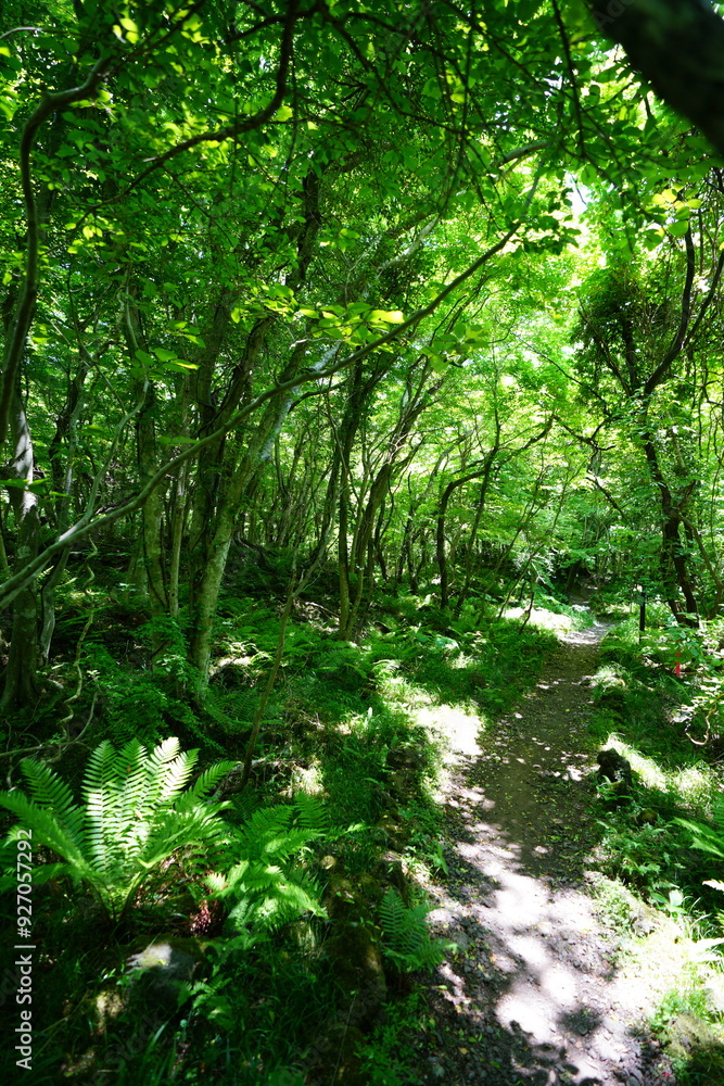 Fototapeta premium fresh ferns in the gleaming sunlight