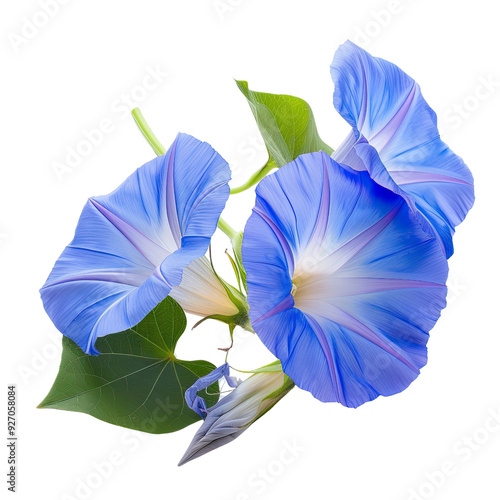 Blue Morning Glory Flowers. 
translucent