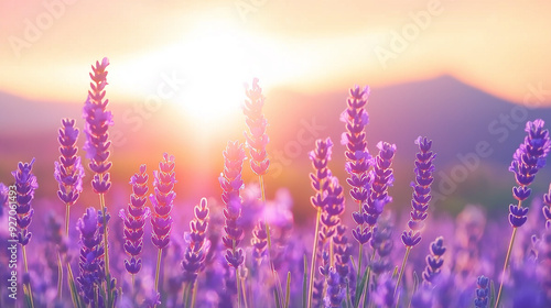 Lavender field at sunset.