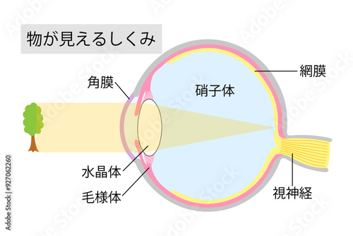 物が見えるしくみをあらわした目のイラスト2