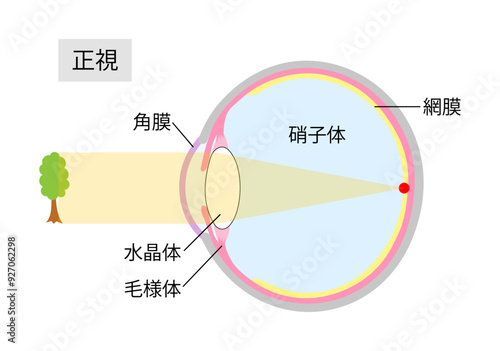 正常な目の見え方をあらわした目の断面図2