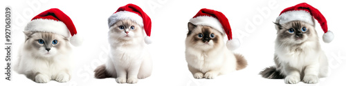 Cute cat with Santa Claus hat isolated on transparent background. Collection