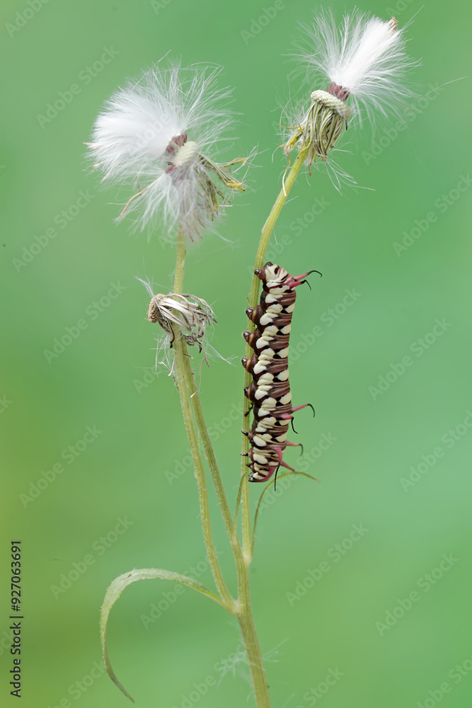 The beautiful and graceful appearance of the common crow caterpillar. This caterpillar will metamorphose into a Euploea core butterfly. The beautiful and graceful appearance of the common crow caterpillar. This caterpillar will metamorphose into a Euploea core butterfly.