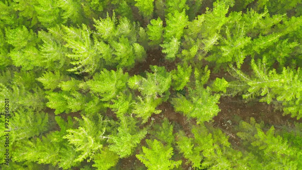 Drone, nature and treetop in forest by countryside for carbon capture for sustainable development with hope for future. Greenery, environment and aerial view of plants, vegetation or woods in Iceland