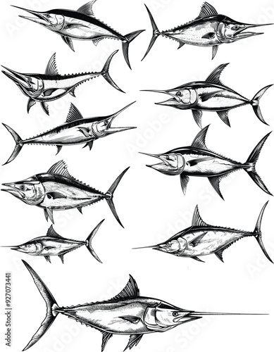 Blue Marlin Fish Set Illustration in Detailed Ink Sketch, Capturing the Majestic Ocean Predator with Vintage Hand-Drawn Precision
