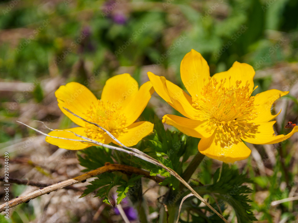Blooming flowers in alpine meadows under a bright sky, creating a picturesque and atmospheric landscape of nature Blooming flowers in alpine meadows under a bright sky, creating a picturesque and atmospheric landscape of nature