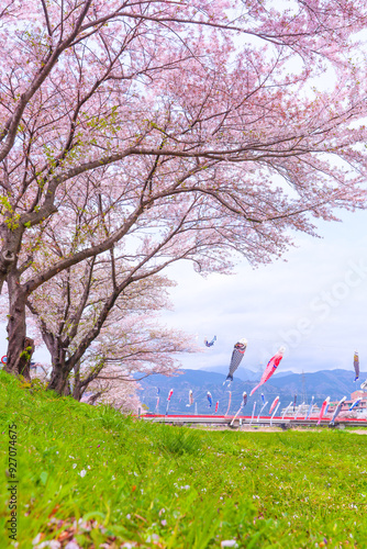 相川水辺公園、青空と桜の花びら、満開の桜と春風に泳ぐ鯉のぼり

