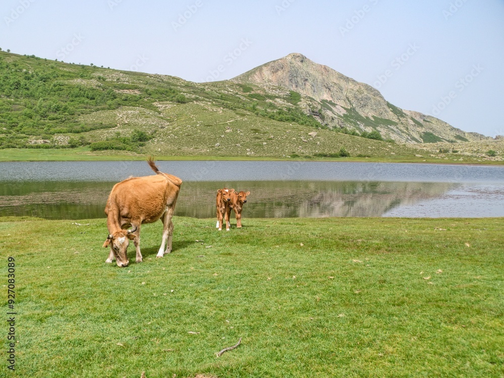 Fototapeta premium young cow on a green meadow