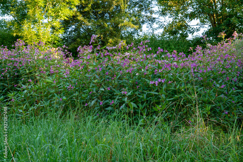 Canvastavla Himalayan balsam (Impatiens glandulifera) in the Dachauer Moos (Bavaria, Germany)