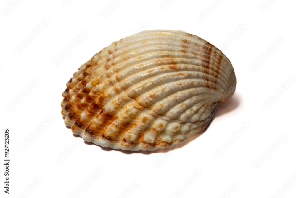 Seashell isolated on white background close up Seashell isolated on white background close up