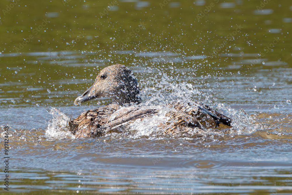 Fototapeta premium Common eider, St. Cuthbert's duck, Cuddy's duck - Somateria mollissima female washing itslef in water. Photo from Grimsey Island in Iceland.