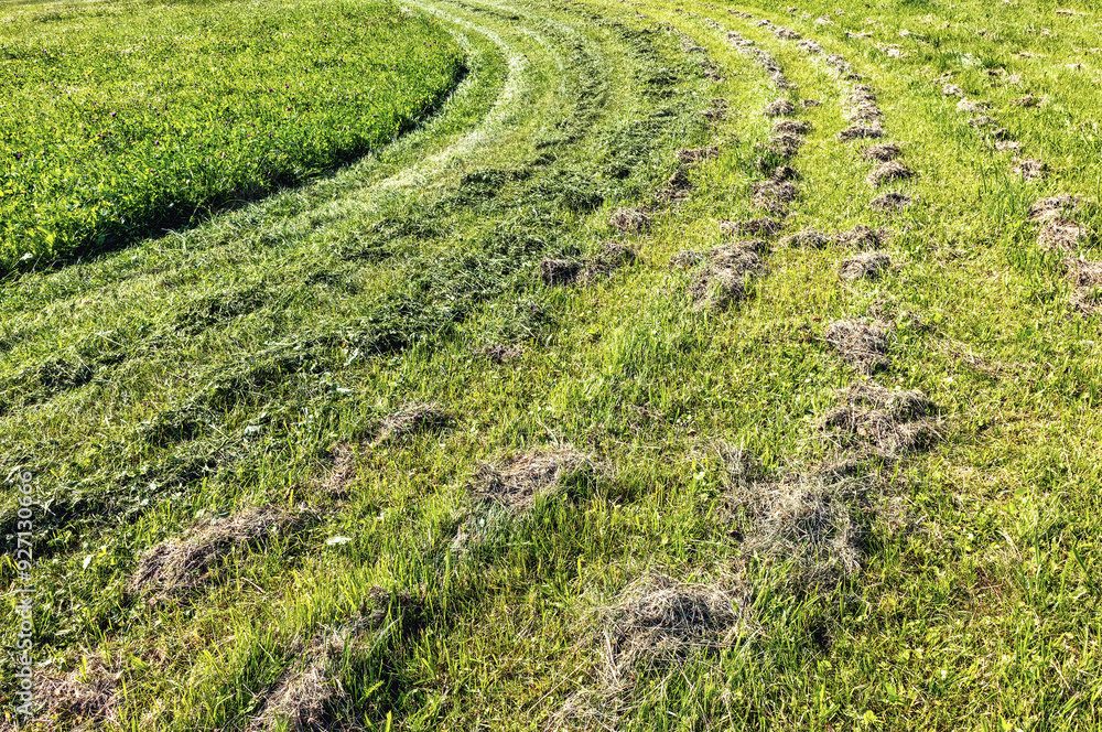 A sunny day in the park with freshly cut grass in the field and curved lines left by the lawnmower A sunny day in the park with freshly cut grass in the field and curved lines left by the lawnmower