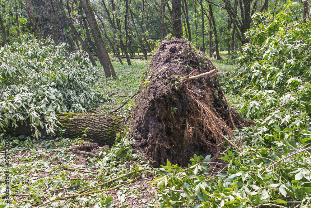Fototapeta premium Dramatic Scene Massive Tree Uprooted, Devastating Forest Landscape
