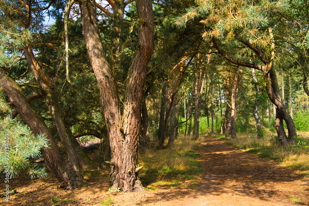 Naklejka premium Schöne Bäume in den Niederlanden