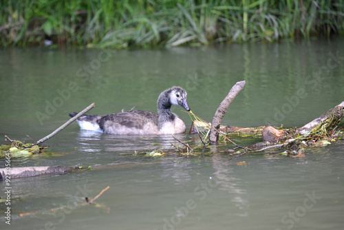 Young Canada goose eating reeds in the lake