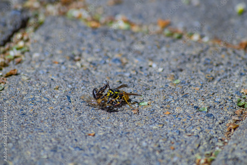 Carnivorous wasp, small black fly smelled, found dead worker bee and are about to eat it. Insects that process corpses of animals, insects, fish and other organisms into simple compounds, scavengers. Carnivorous wasp, small black fly smelled, found dead worker bee and are about to eat it. Insects that process corpses of animals, insects, fish and other organisms into simple compounds, scavengers.