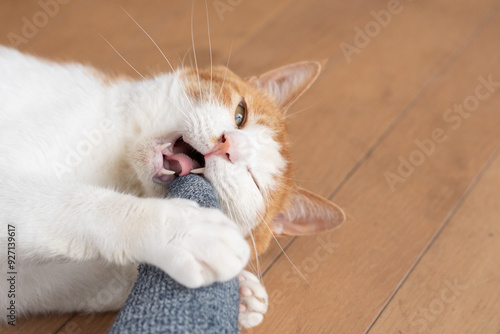 Plakat w ramie 飼い主を噛む猫 茶トラ白