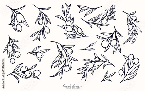 Olive Branch for olive oil logo or olive icon, hand drawn olive branch botanical herbs elements in vector format, floral olive frame and border and virgin oil