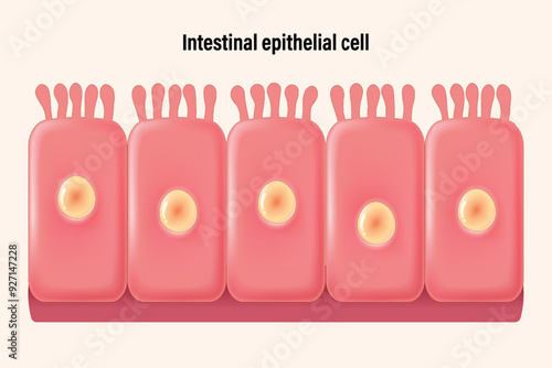 Intestinal epithelial cells vector. Infographics enterocyte. Columnar epithelium. Medical and science education.