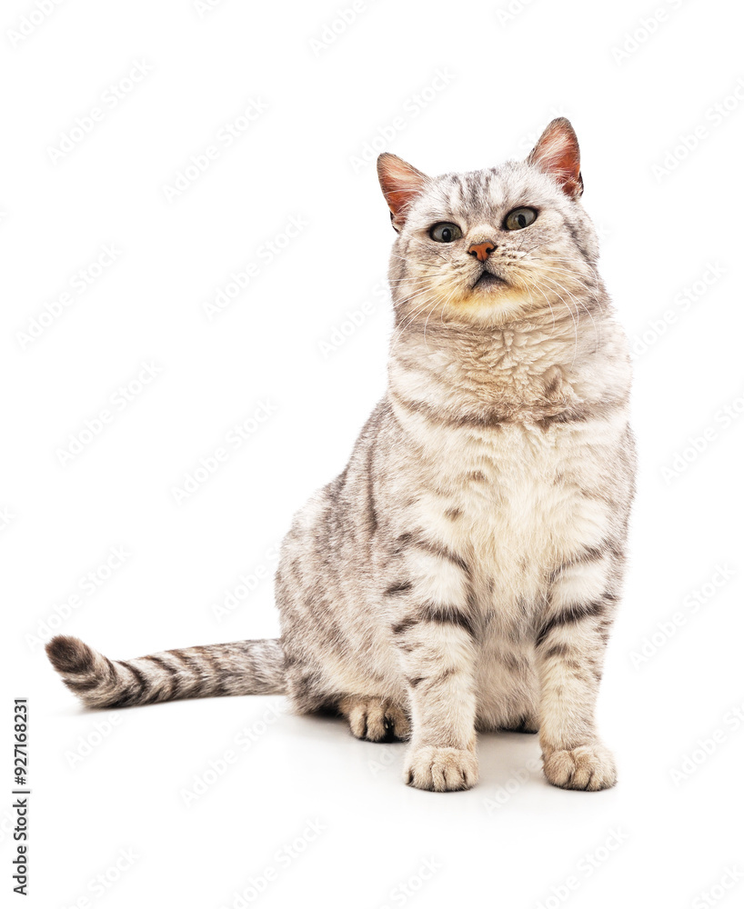 Obraz premium One gray cat.