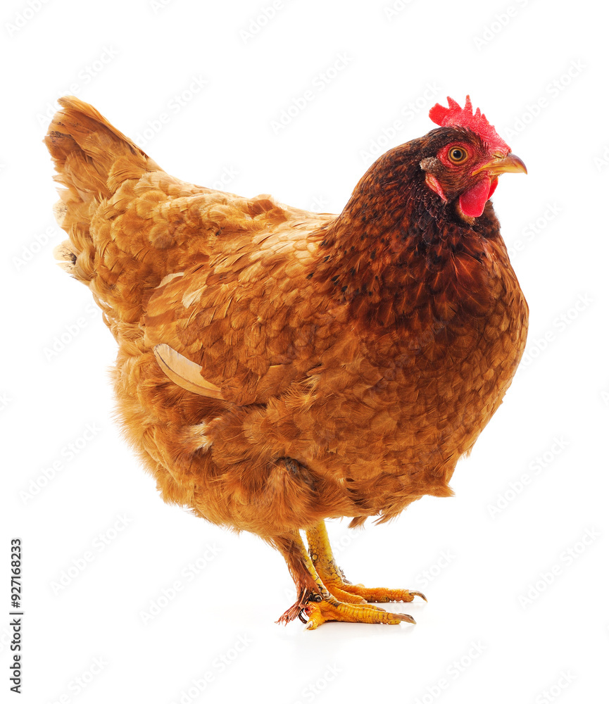 Fototapeta premium One brown chicken.