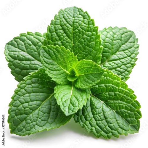 mint leaves isolated on white