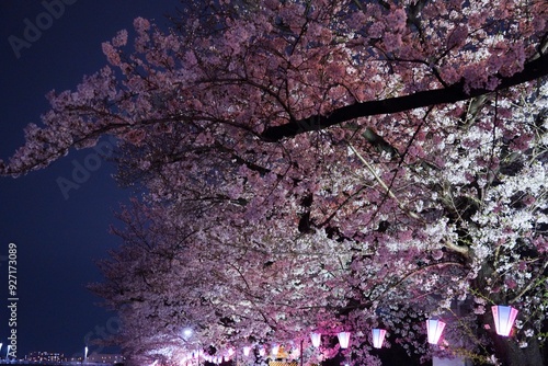 ライトアップされた夜桜