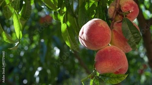 Fresh, ripe peaches on the tree in fruit summer garden, close up. Rich harvest of peaches. Ripe fruits on the peach tree in the orchard. Homegrown, organic peaches