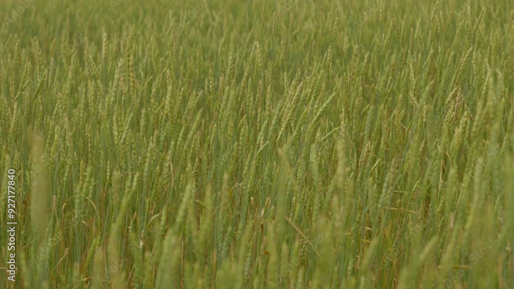 Green Sprouts Wheat in Field on Farm, Agriculture. Close-Up of Ripe Wheat Field Ready for Harvesting in 4K Video Green Sprouts Wheat in Field on Farm, Agriculture. Close-Up of Ripe Wheat Field Ready for Harvesting in 4K Video