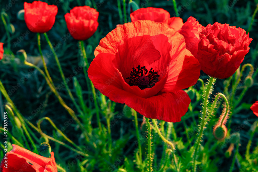 Obraz premium Poppy field