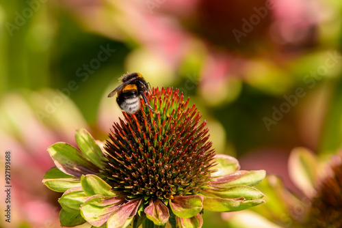 Trzmiel i kwiat, owad siedzący na jeżówka echinacea z bliska photo