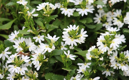 White flowers of a Beachberry plant. Scaevola plumieri photo