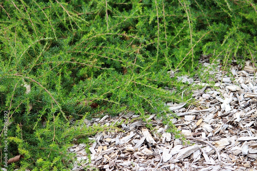 Foliage of a Tickbush. Kunzea ambigua Foliage of a Tickbush. Kunzea ambigua