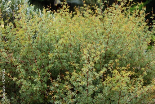 Foliage of a Myriophyllum Papillosum plant growing in a garden. Milfoil Red Stemmed photo