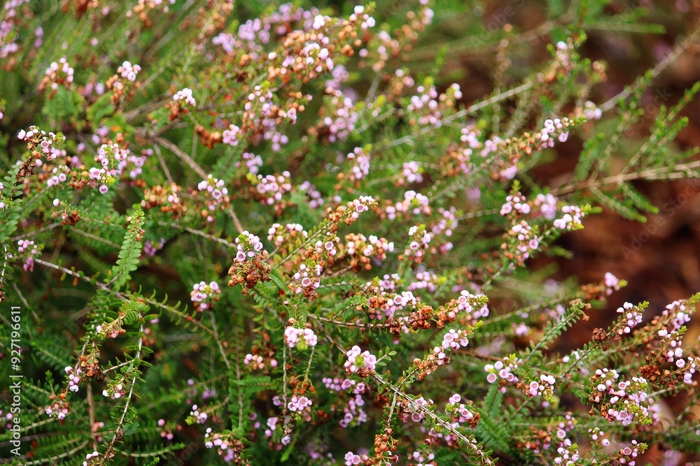 Small flowers of a heather plant growing in a garden. Erica manipuliflora Small flowers of a heather plant growing in a garden. Erica manipuliflora
