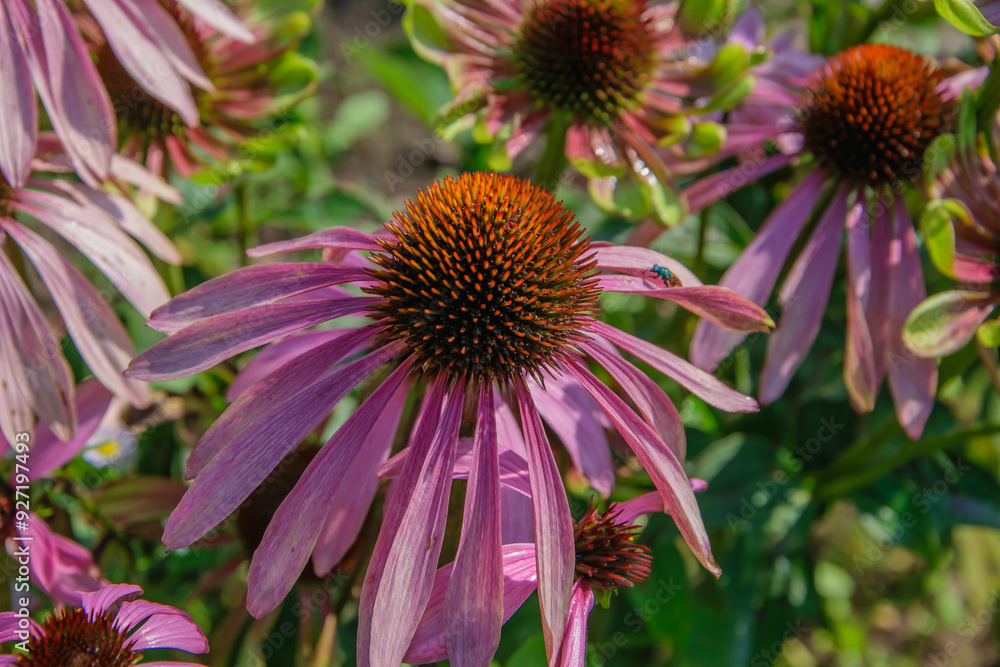 Jesień w ogrodzie z jeżówka purpurową