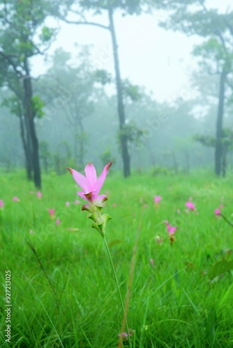 pink flowers in the meadow