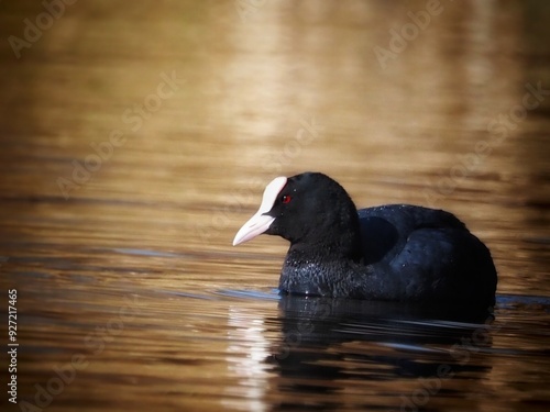 Eurasian coot (Fulica atra) Watter bird, wildlife