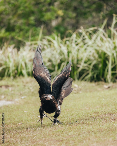 The wedge-tailed eagle (Aquila audax), also known as the eaglehawk at a bird show photo