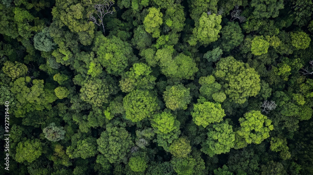 Aerial View of Lush Forest Canopy