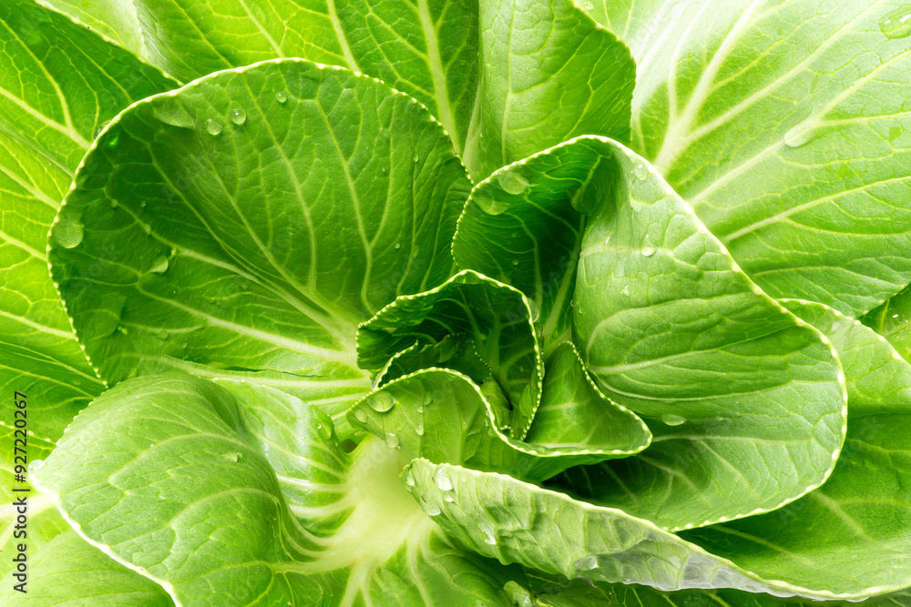 Fototapeta premium A close-up of fresh green Bok Choy leaves