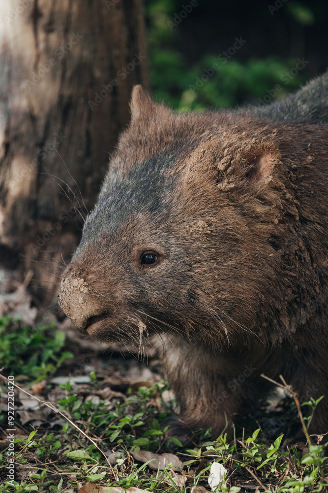 The common wombat (Vombatus ursinus), also known as the bare-nosed wombat close-up The common wombat (Vombatus ursinus), also known as the bare-nosed wombat close-up